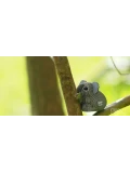 Koala Eugy Eko Układanka 3D | Pan Piksel