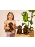 TEDDY HERMANN Maskotka Labrador siedzący ciemnobrązowy 25 cm | Pan Piksel