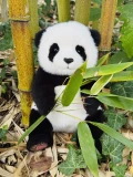 TEDDY HERMANN Maskotka Miś Pluszowy Panda siedząca 28 cm | Pan Piksel