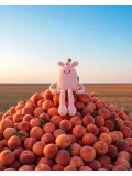 DOUDOU ET COMPAGNIE DOUDOU MIAM! Taylor Peach 60 cm różowa brzoskwinia
