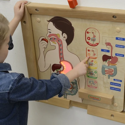 MASTERKIDZ Tablica Edukacyjna Układ Trawienny Montessori | Pan Piksel