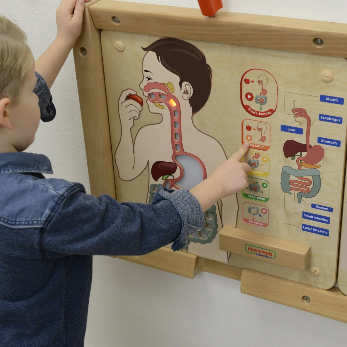 MASTERKIDZ Tablica Edukacyjna Układ Trawienny Montessori | Pan Piksel