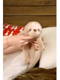 DOUDOU ET COMPAGNIE DOUDOU przytulanka magnetyczna Podcoll Leniwiec Histoire d'Ours 30 cm beżowy